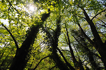 Image showing forest tree background