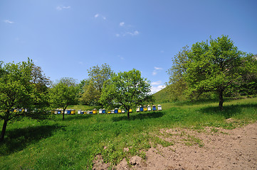 Image showing bee home at meadow