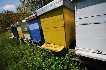 Image showing bee home at meadow