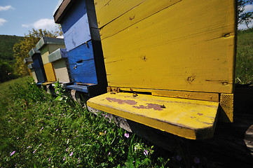 Image showing bee home at meadow