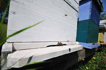 Image showing bee home at meadow