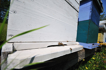 Image showing bee home at meadow