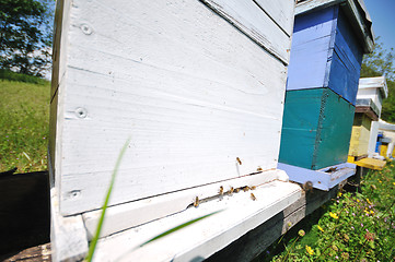 Image showing bee home at meadow