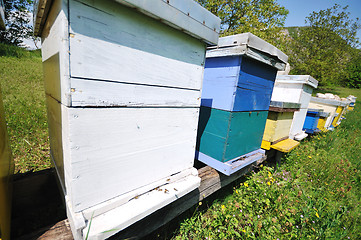 Image showing bee home at meadow