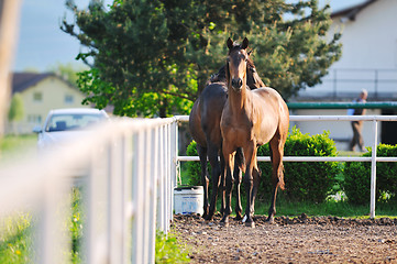 Image showing baby horse