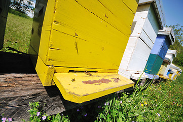 Image showing bee home at meadow