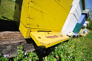 Image showing bee home at meadow