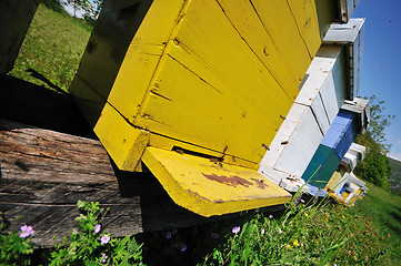 Image showing bee home at meadow