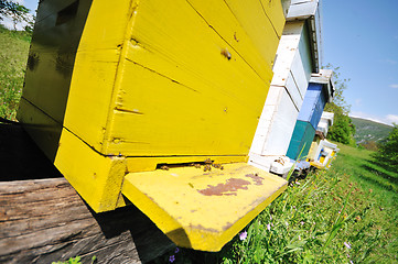 Image showing bee home at meadow