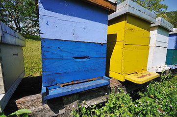 Image showing bee home at meadow