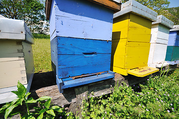 Image showing bee home at meadow