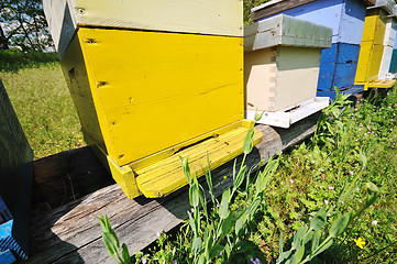 Image showing bee home at meadow