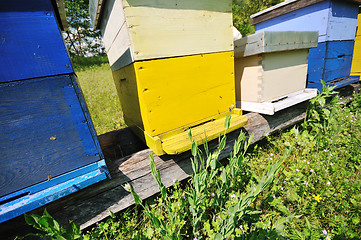 Image showing bee home at meadow