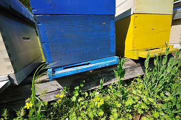 Image showing bee home at meadow