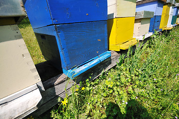 Image showing bee home at meadow