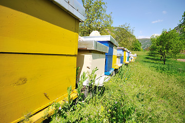 Image showing bee home at meadow