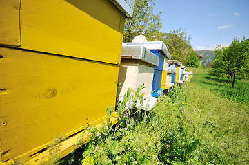 Image showing bee home at meadow