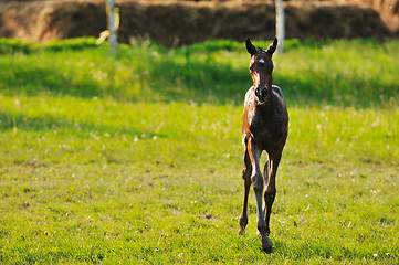 Image showing baby horse