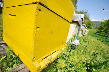 Image showing bee home at meadow