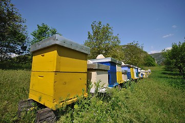 Image showing bee home at meadow