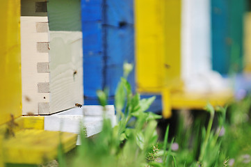 Image showing bee home at meadow