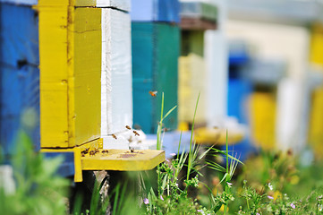 Image showing bee home at meadow