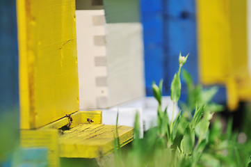 Image showing bee home at meadow