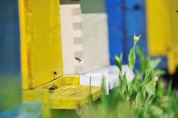 Image showing bee home at meadow