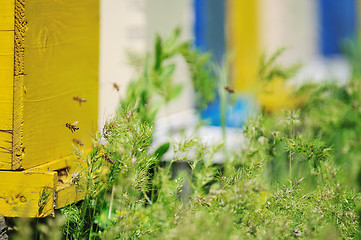 Image showing bee home at meadow