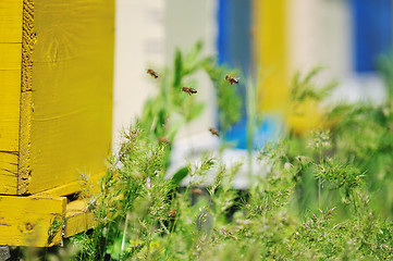 Image showing bee home at meadow