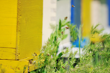 Image showing bee home at meadow