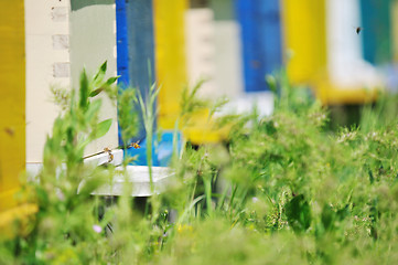 Image showing bee home at meadow