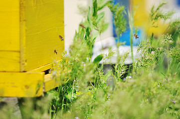 Image showing bee home at meadow