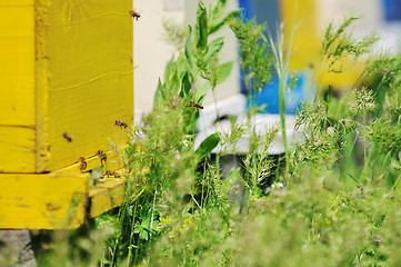 Image showing bee home at meadow