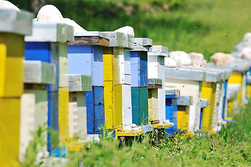 Image showing bee home at meadow