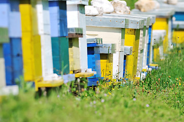 Image showing bee home at meadow