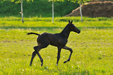 Image showing baby horse