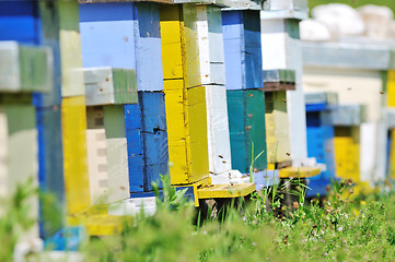 Image showing bee home at meadow