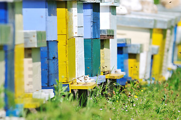 Image showing bee home at meadow