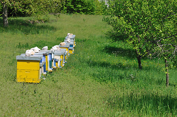 Image showing bee home at meadow