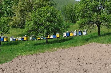 Image showing bee home at meadow