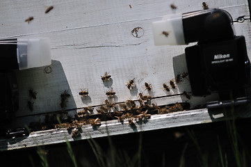 Image showing bee home at meadow