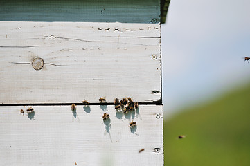 Image showing bee home at meadow