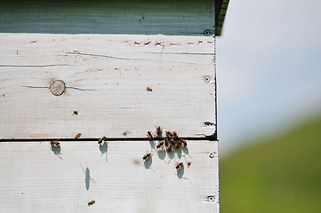 Image showing bee home at meadow