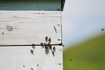 Image showing bee home at meadow