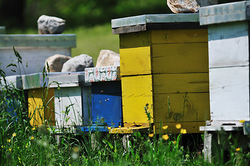 Image showing bee home at meadow