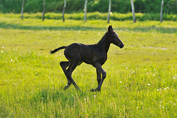 Image showing baby horse