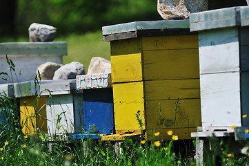 Image showing bee home at meadow