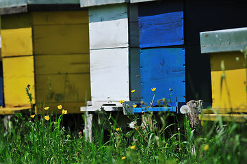 Image showing bee home at meadow