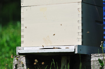 Image showing bee home at meadow